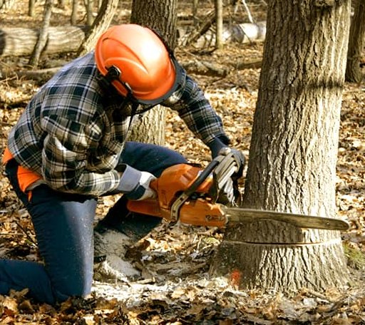 Tree Removal in Gravity, IA